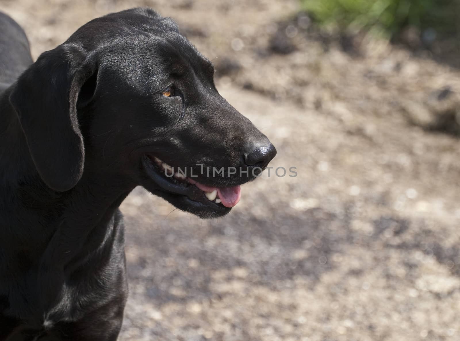 Portrait of a black retriever or labrador
