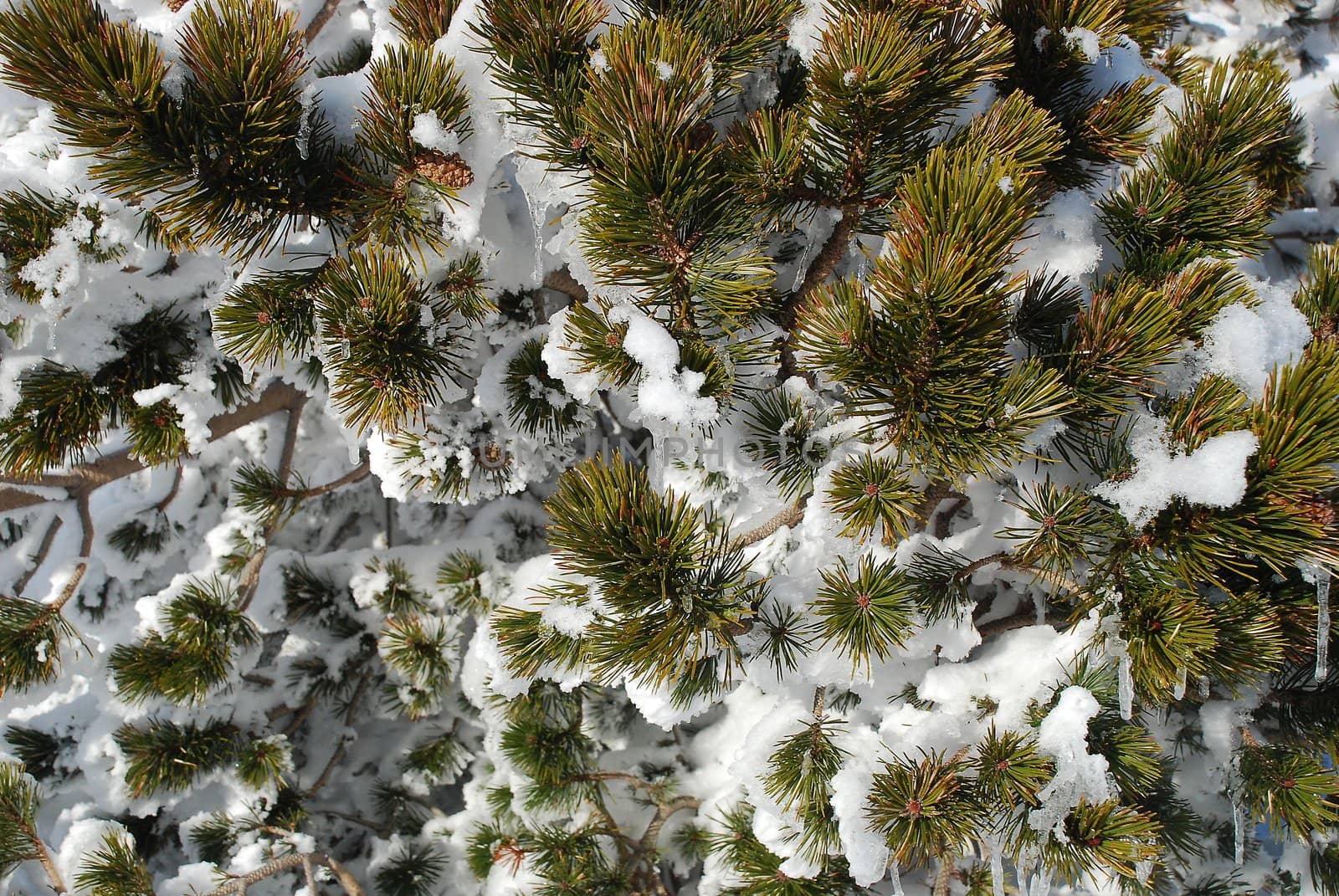 This is a background , so a close-up view of a fir covered by snow. There is many snow but we can see needles and some fir-cones.