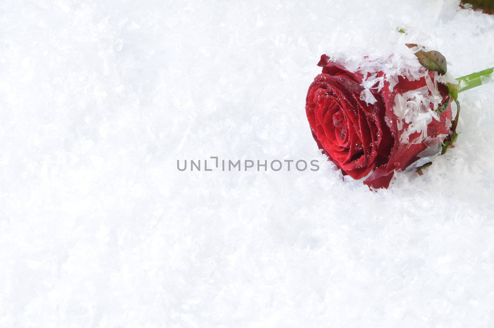 Red rose isolated on the white snow background