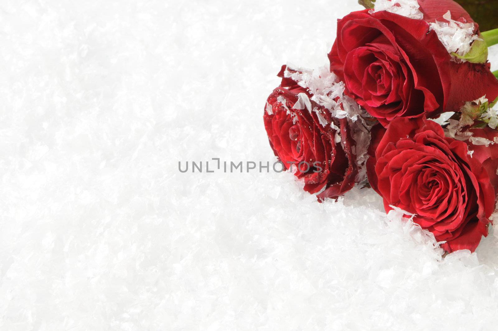 Three red roses on the snow background by dyoma