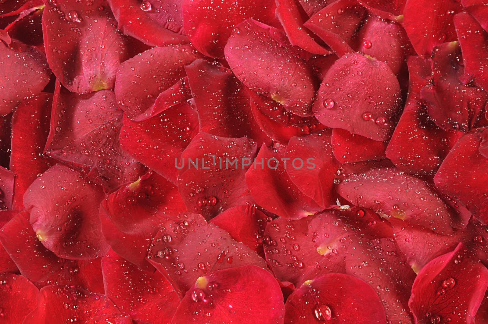 petals of roses are in drops of water as background