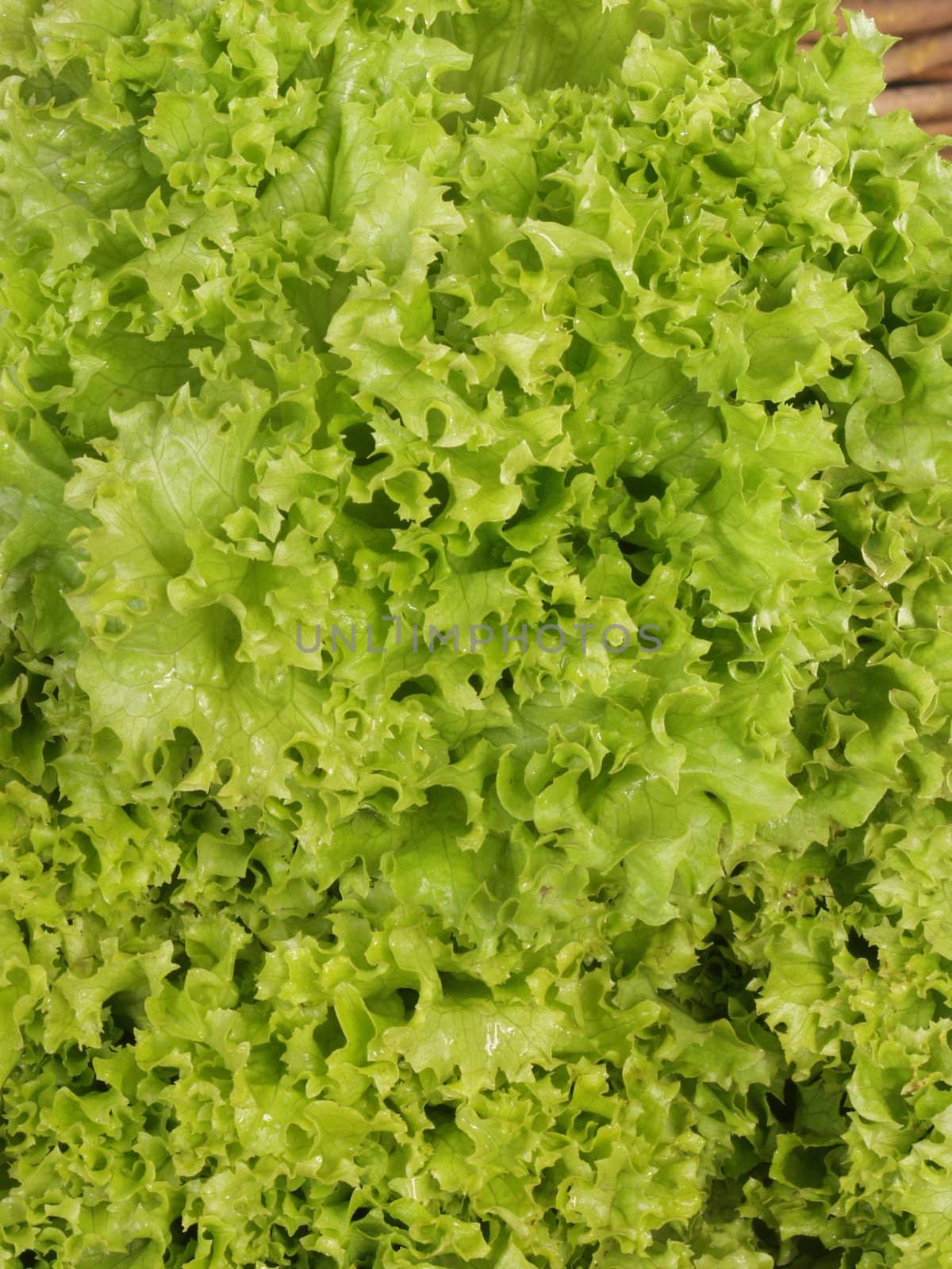 background from the leaves of lettuce