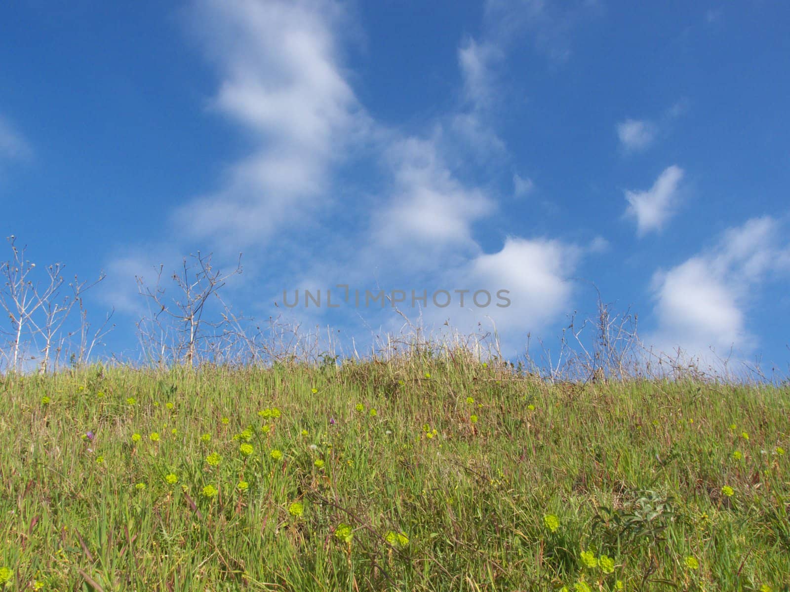 digital image of green meadow with blue sky background