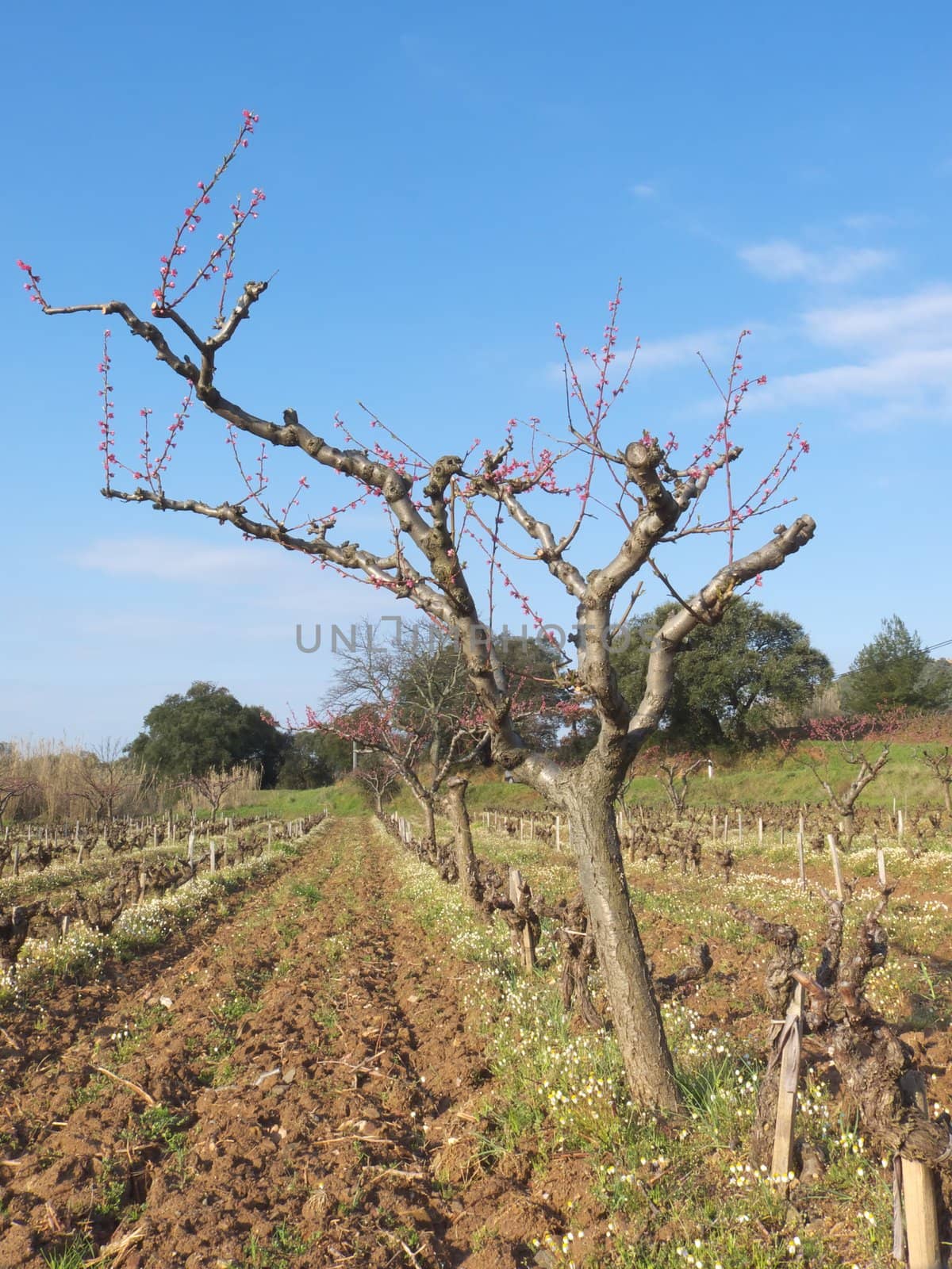 digital image of a peach tree in a field at spring