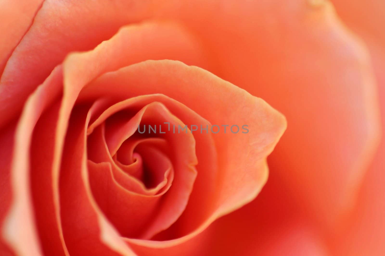 Beautiful red rose with a soft focus