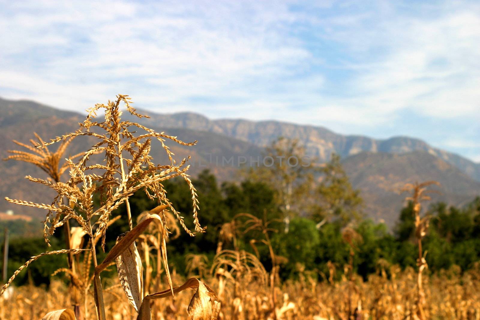 A corn field with the Topa Topa Mountains in the background in the Ojai valley.