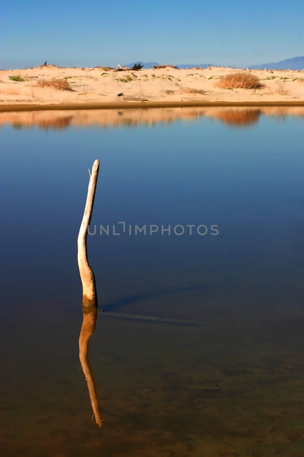 old tree branch in water down by the beach