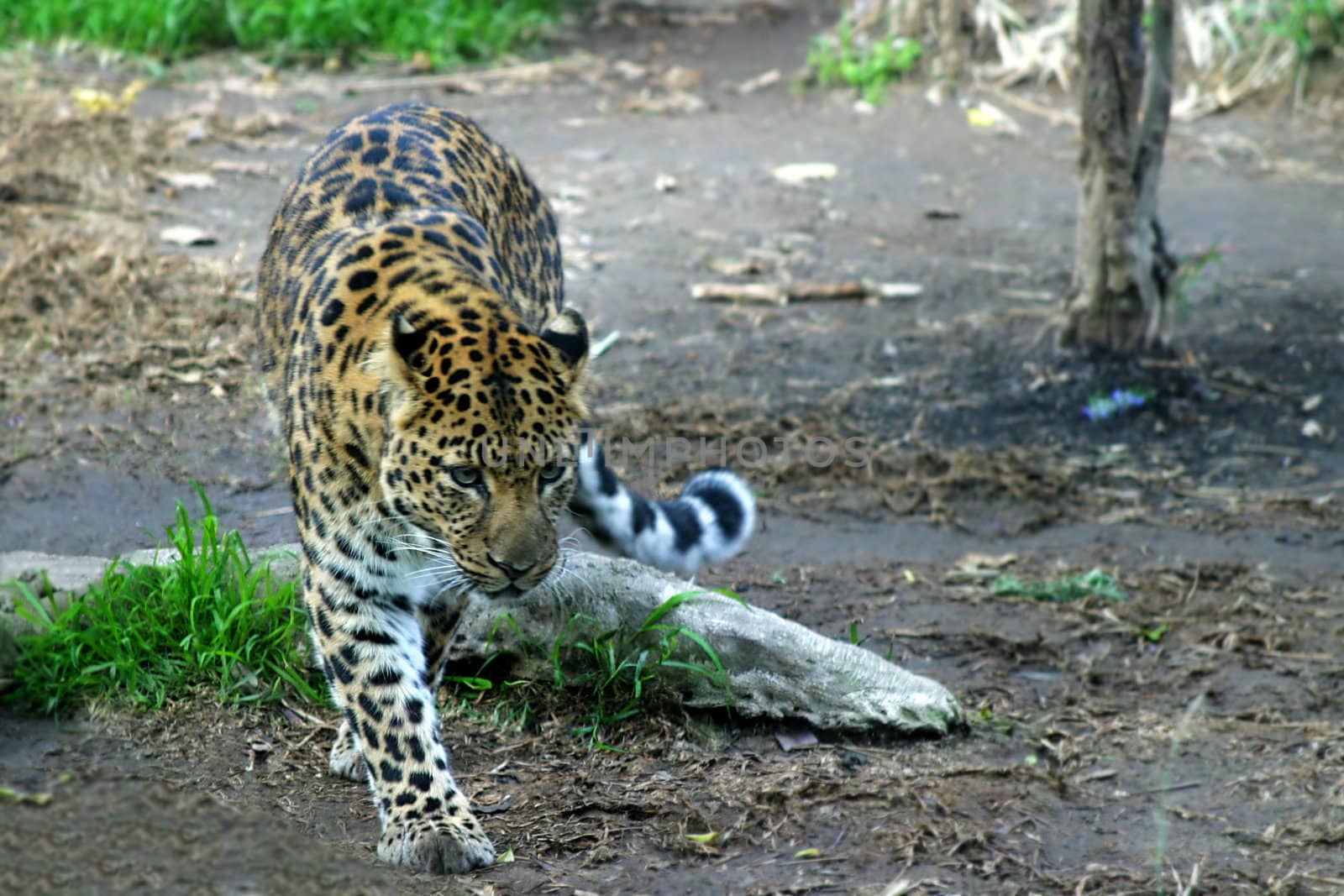 The critically endangered Amur Leopard is the one of the rarest subspecies of leopard in the world.