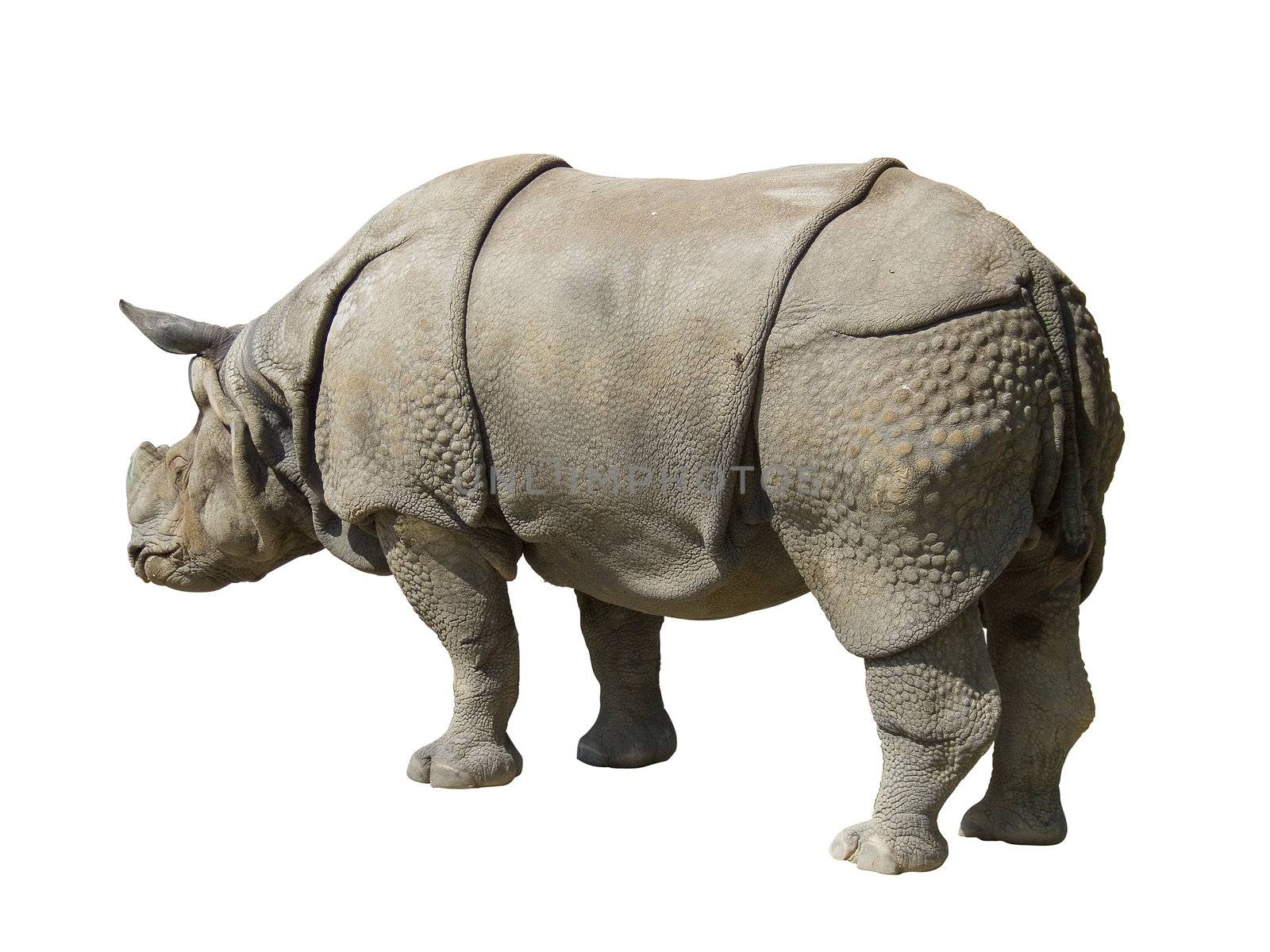 rhinoceros isolated on white background, path inclued 