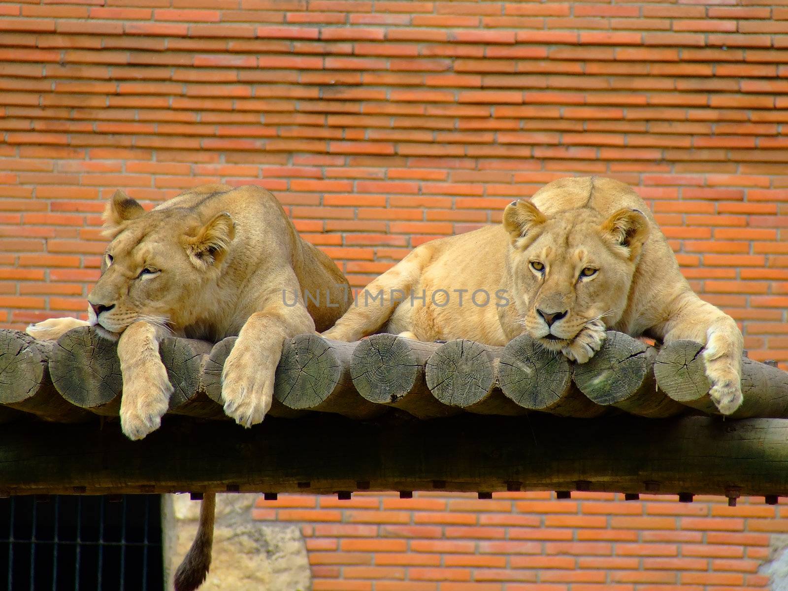 Two female lions by PauloResende