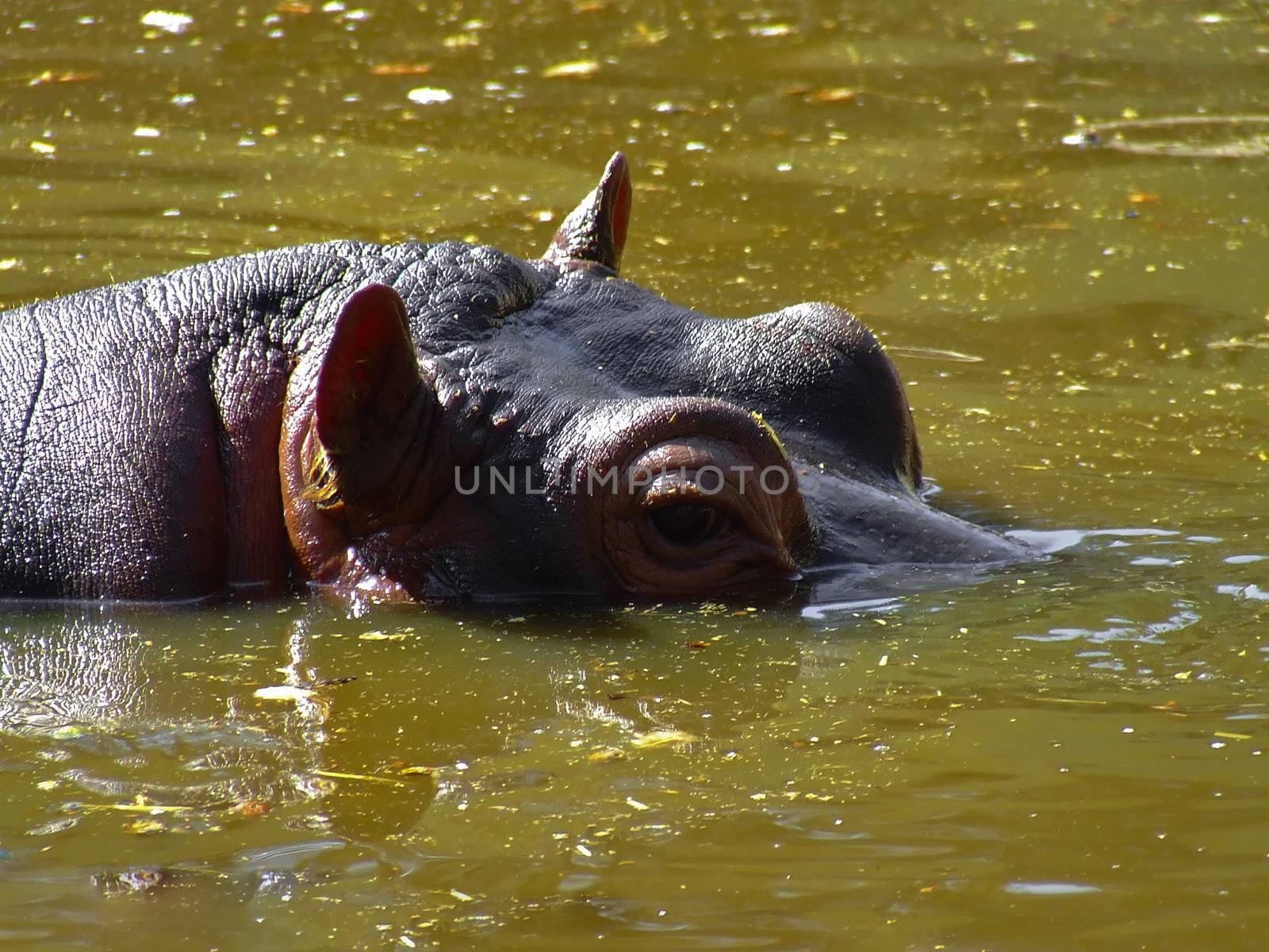 Close up on a hippo into the water