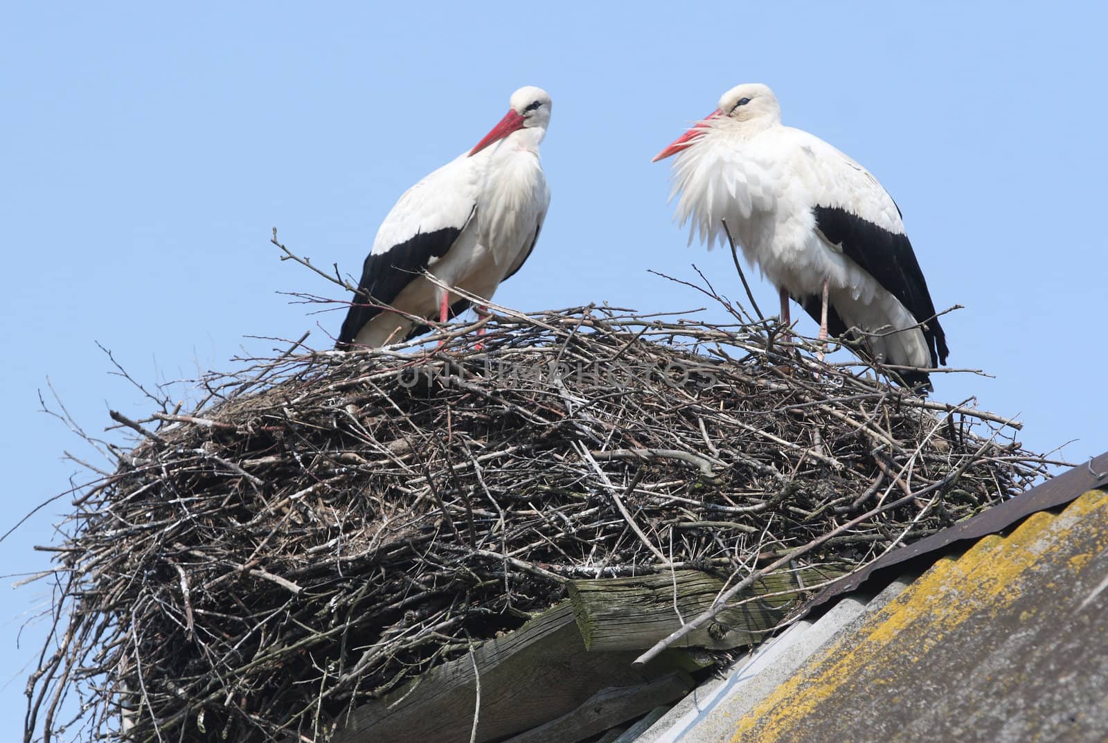 Storks in nest on grey roof