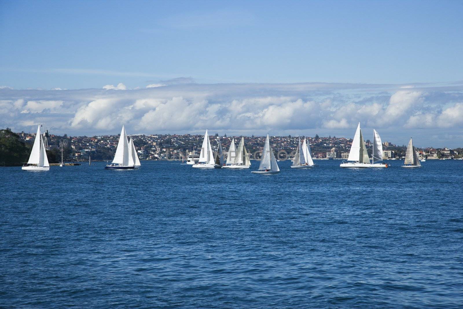 Sailboats on water in Sydney, Australia.