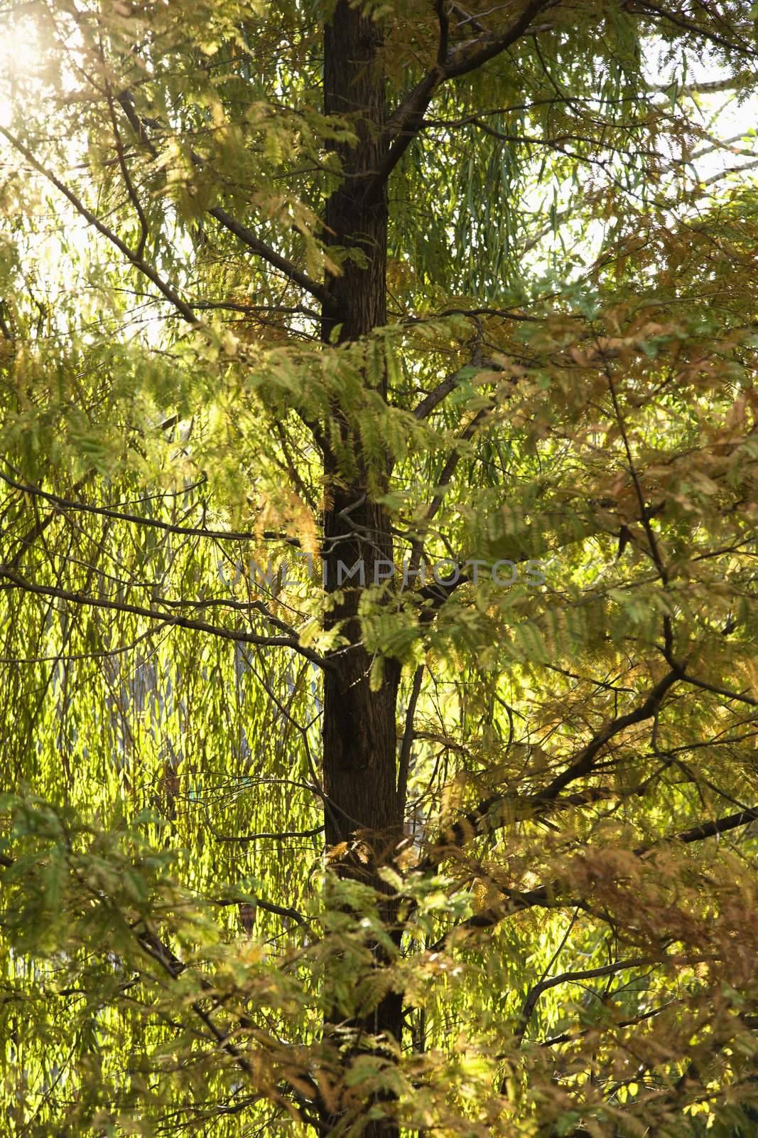 Yellowish-green tree. by iofoto