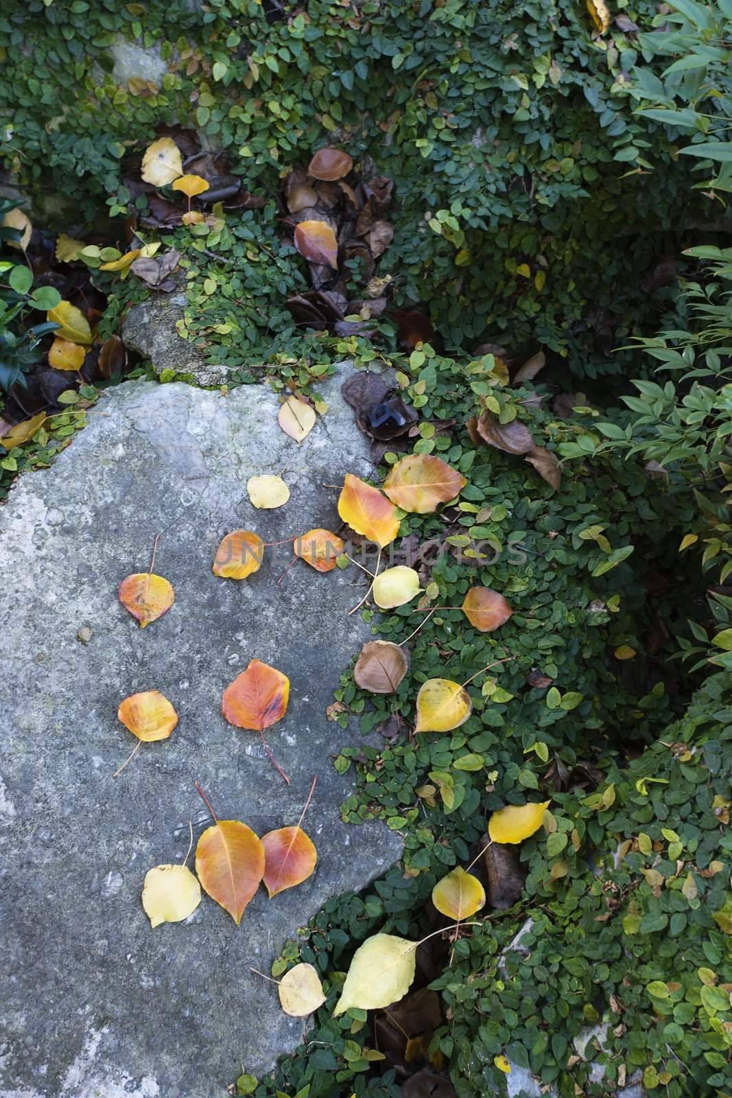 Colorful leaves on rock sorrounded by foliage.