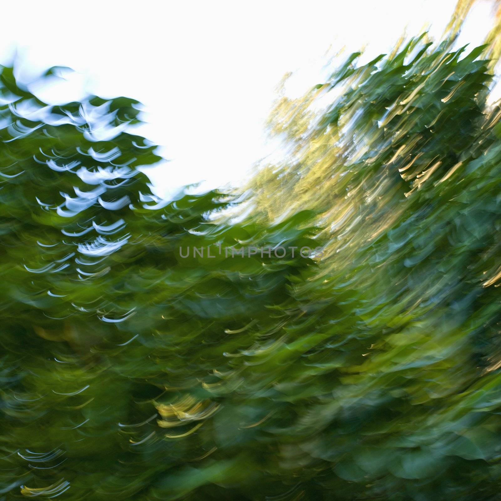 Motion blur of trees and leaves.