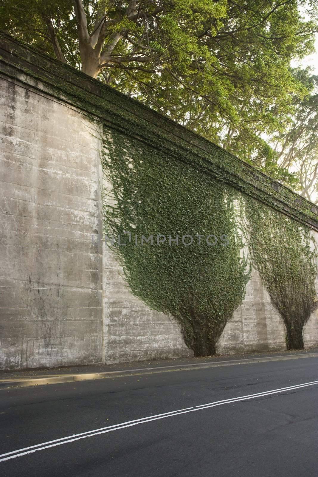 Ivy plants crawling up cement wall along roadside in Sydney, Australia.