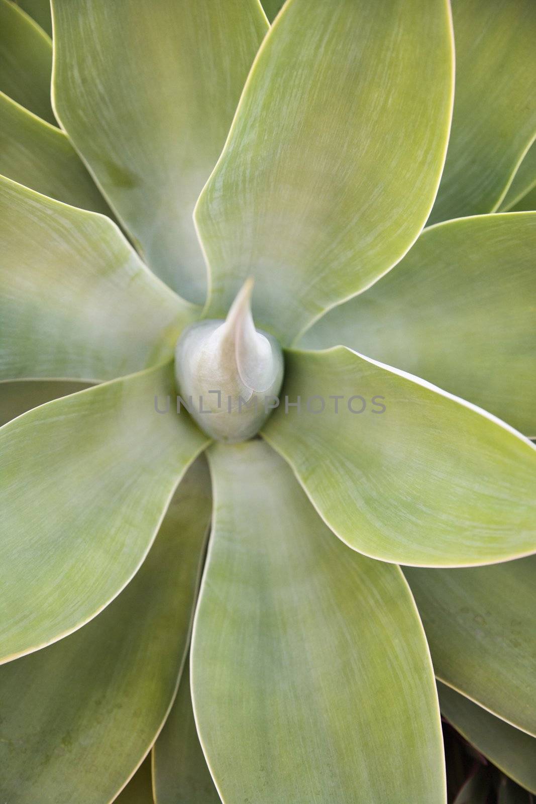 Succulent plant. by iofoto