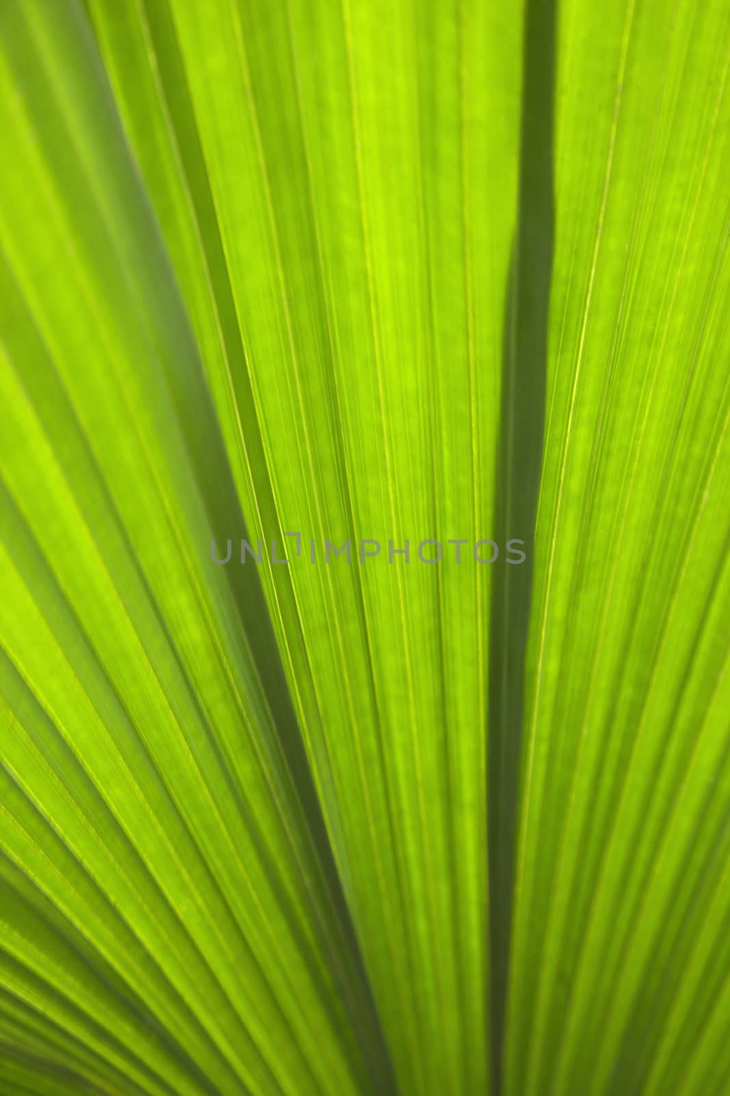 Close up of plant leaf detail, Daintree Rainforest, Australia.