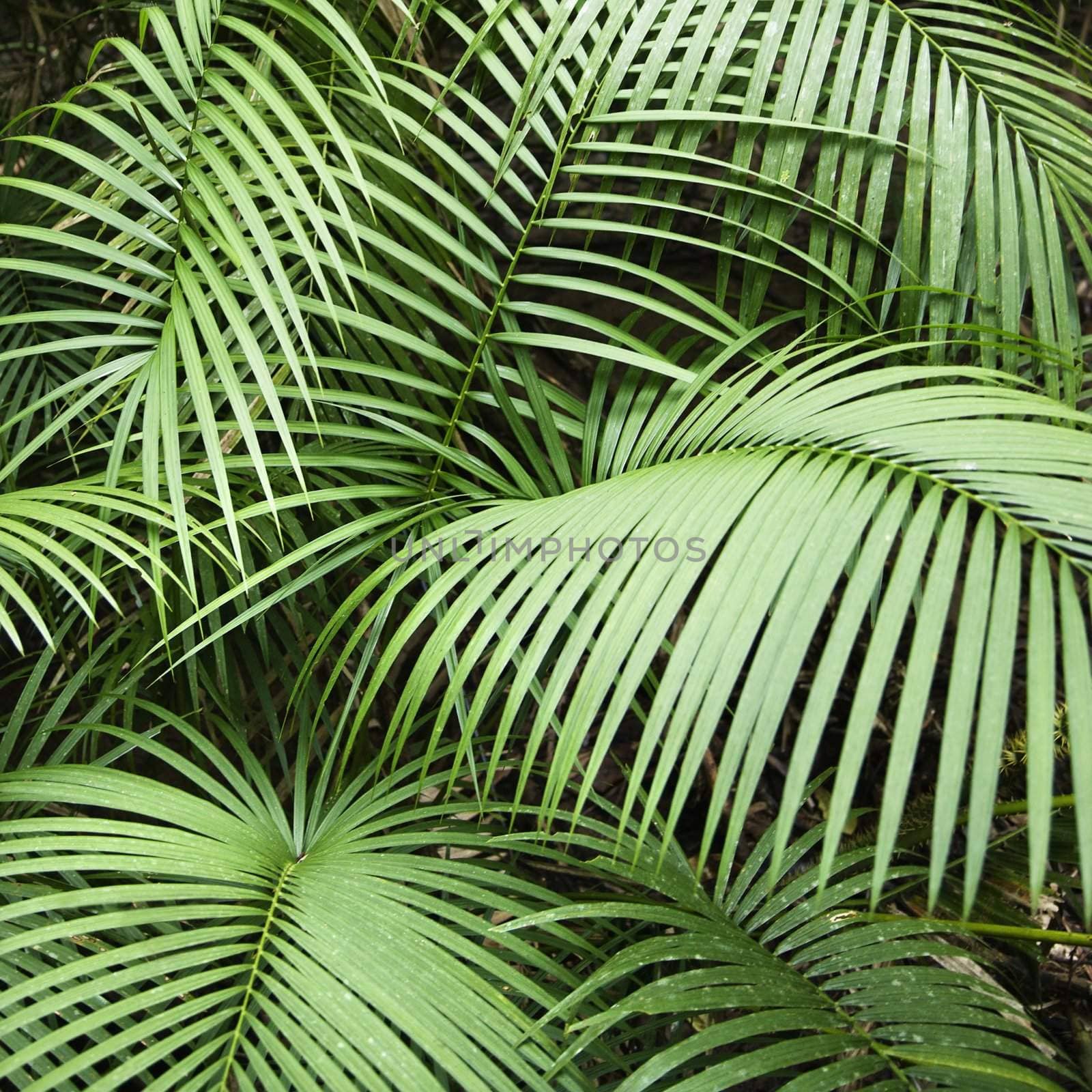 Tropical plant fronts in Daintree Rainforest, Australia.