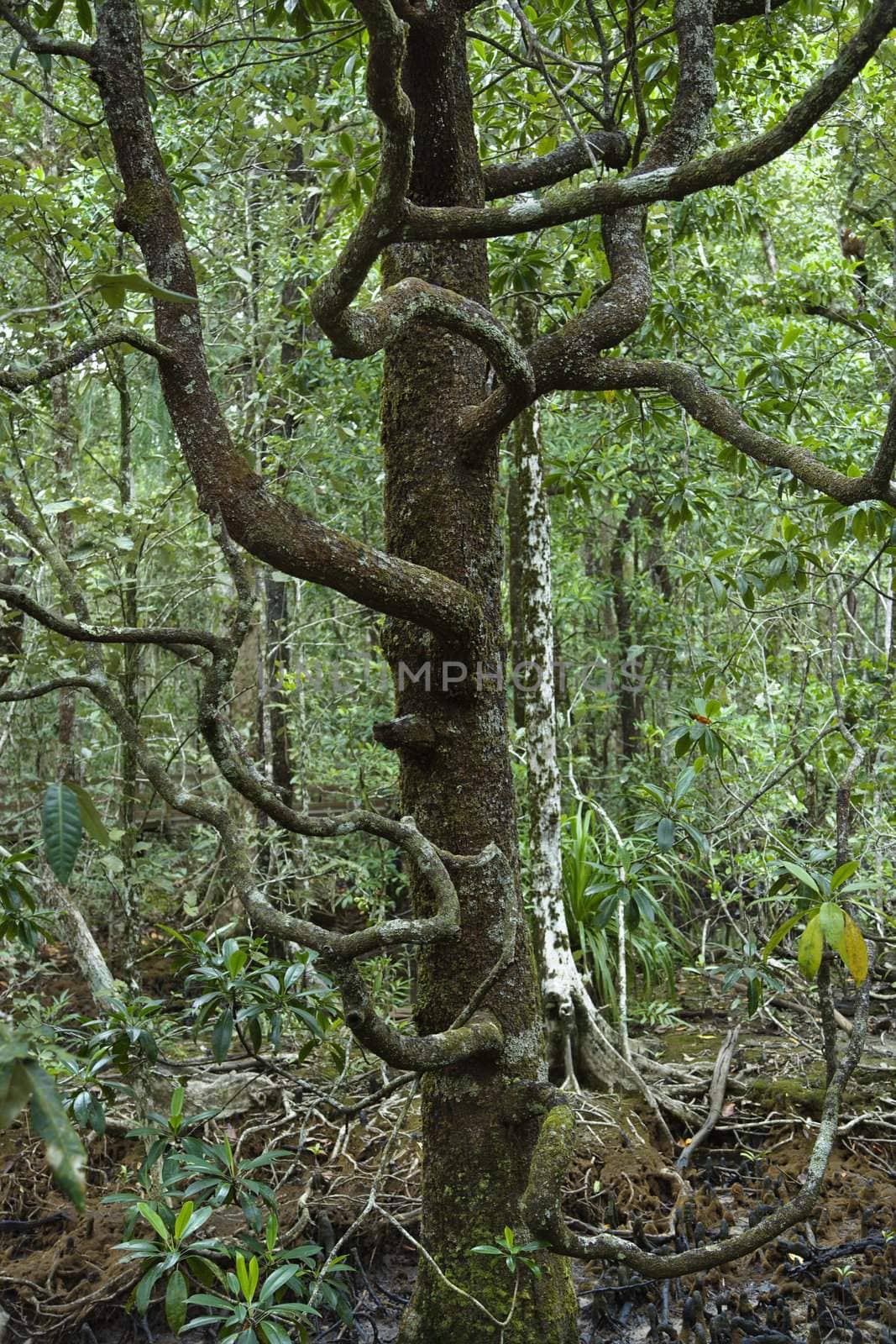 Tree with many low branches in Daintree Rainforest, Australia.