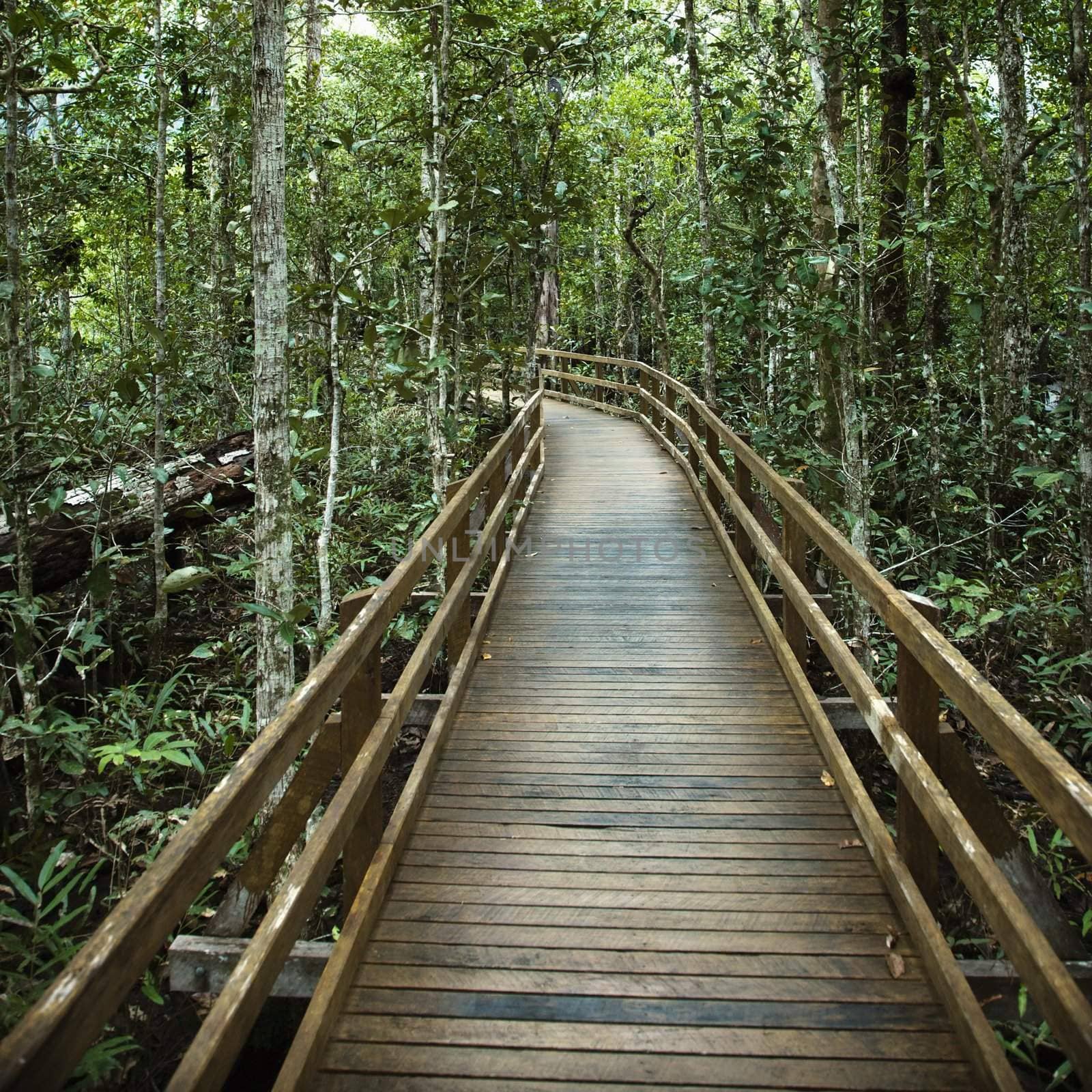 Wooden boardwalk through forest in Daintree Rainforest, Australia.