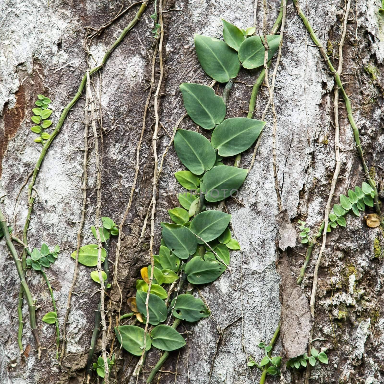 Plants and vines attached to tree bark in Daintree Rainforest, Australia.