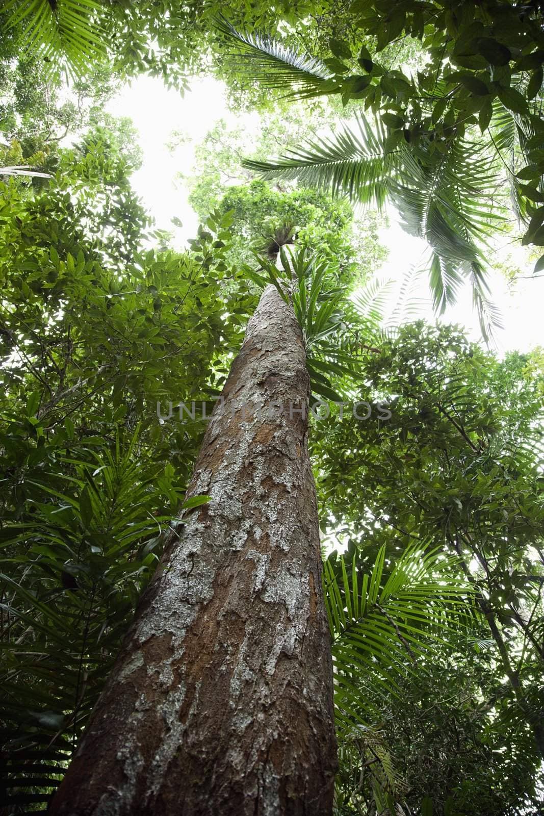 Low angle view of tall trees in Daintree Rainforest, Australia.