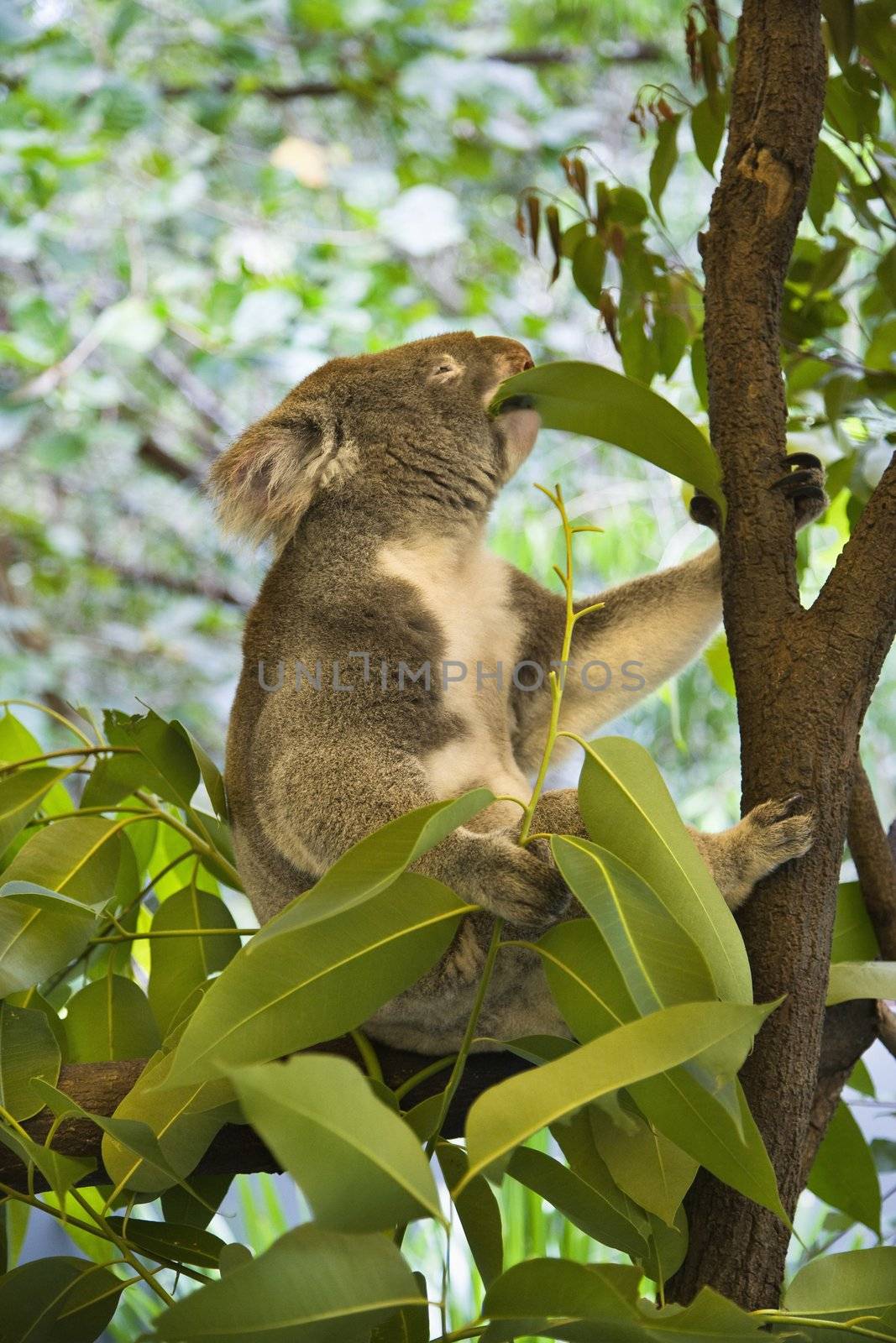 Koala in tree. by iofoto