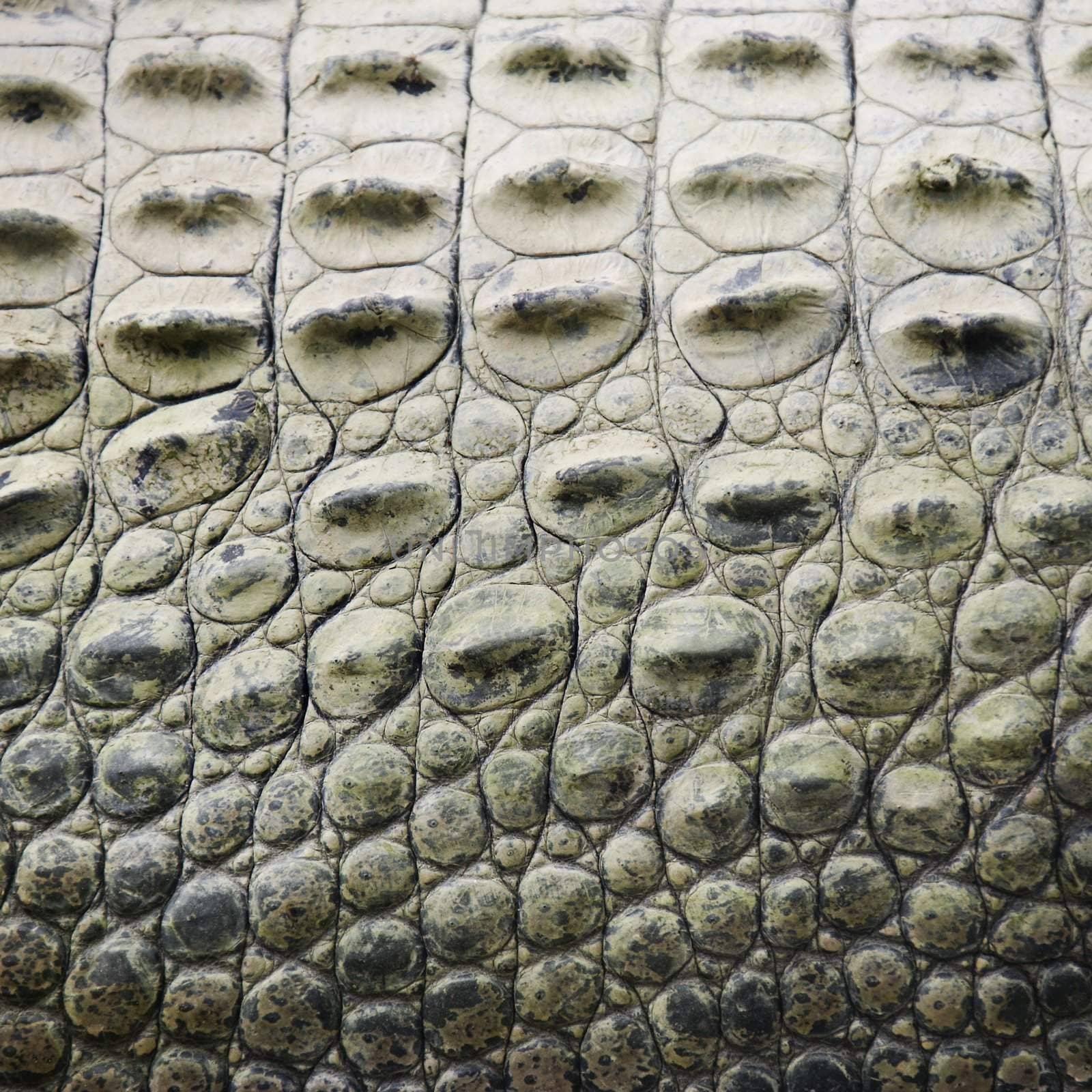 Close up of side of crocodile showing scaly skin, Australia.