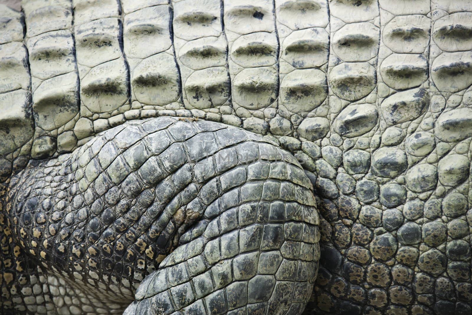 Crocodile skin. by iofoto