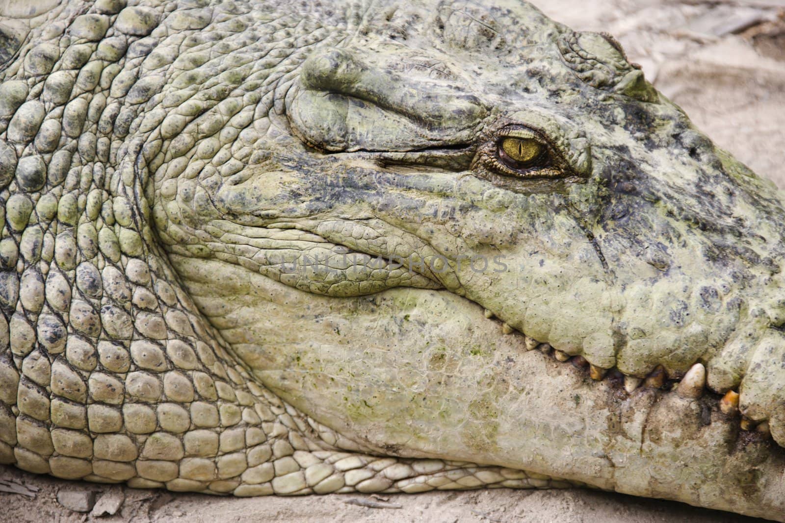 Close up of side view of crocodile in Australia.