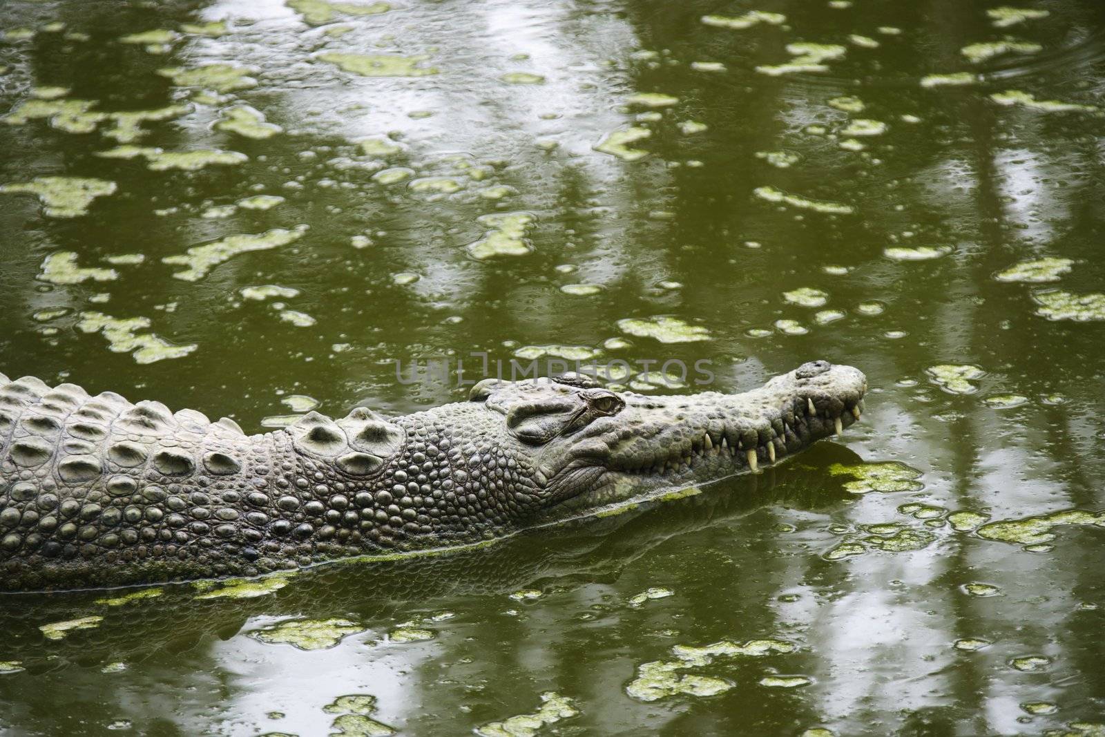 Swimming crocodile. by iofoto