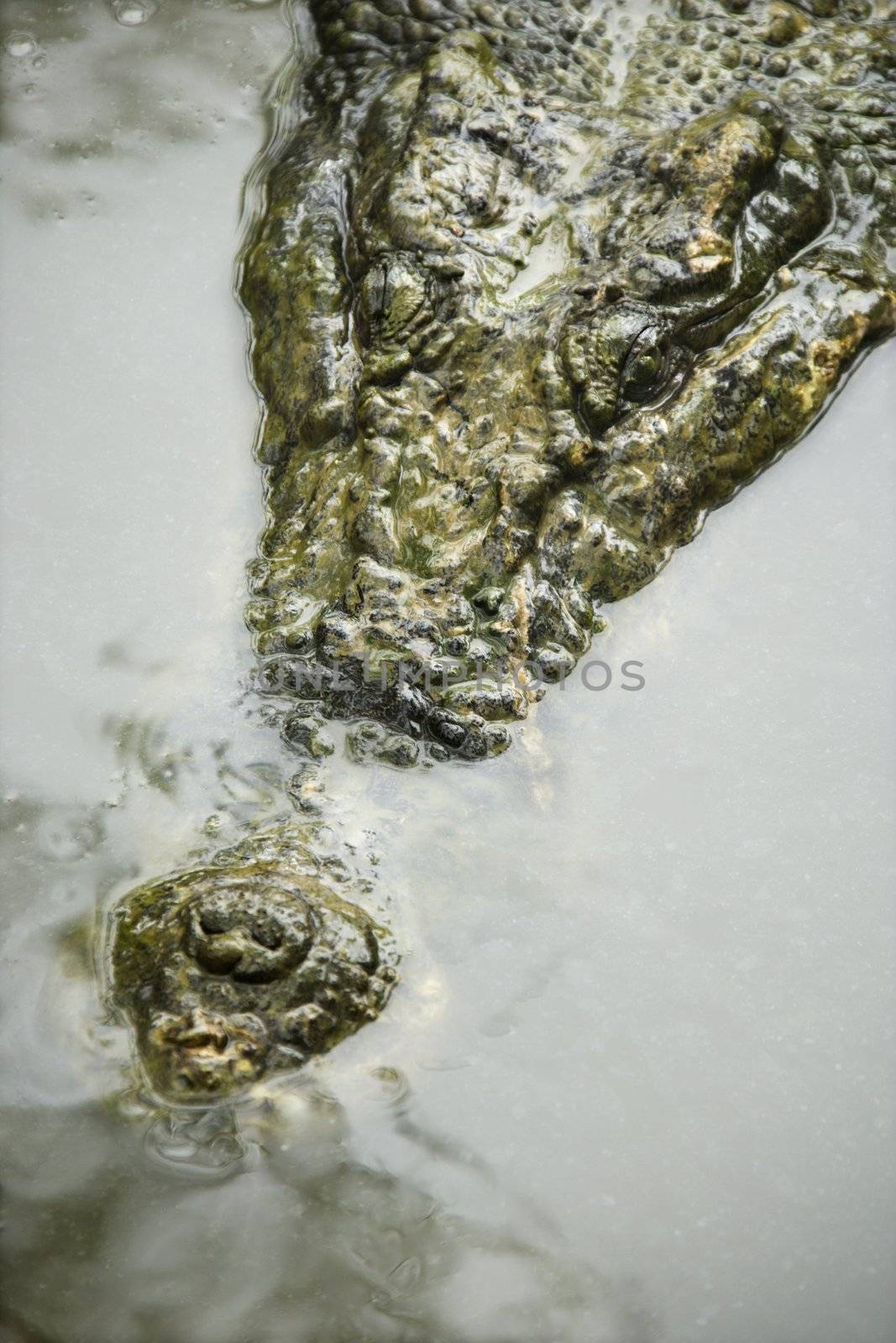 Head of crocodile swimming in water in Australia.