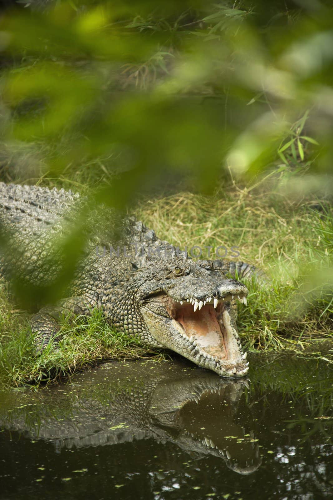 Crocodile with mouth wide open by water edge in Australia.