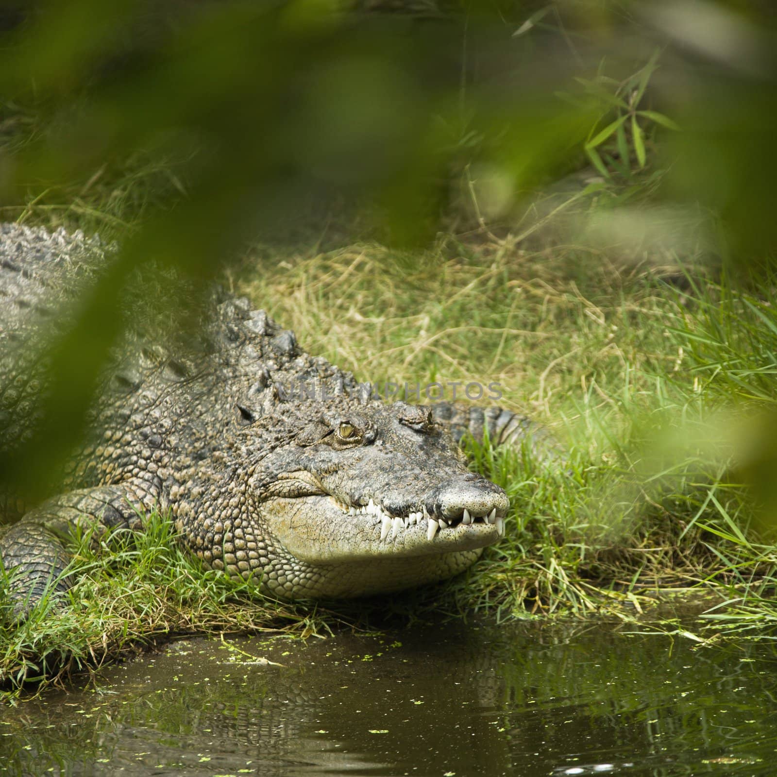 Crocodile by water edge in Australia.