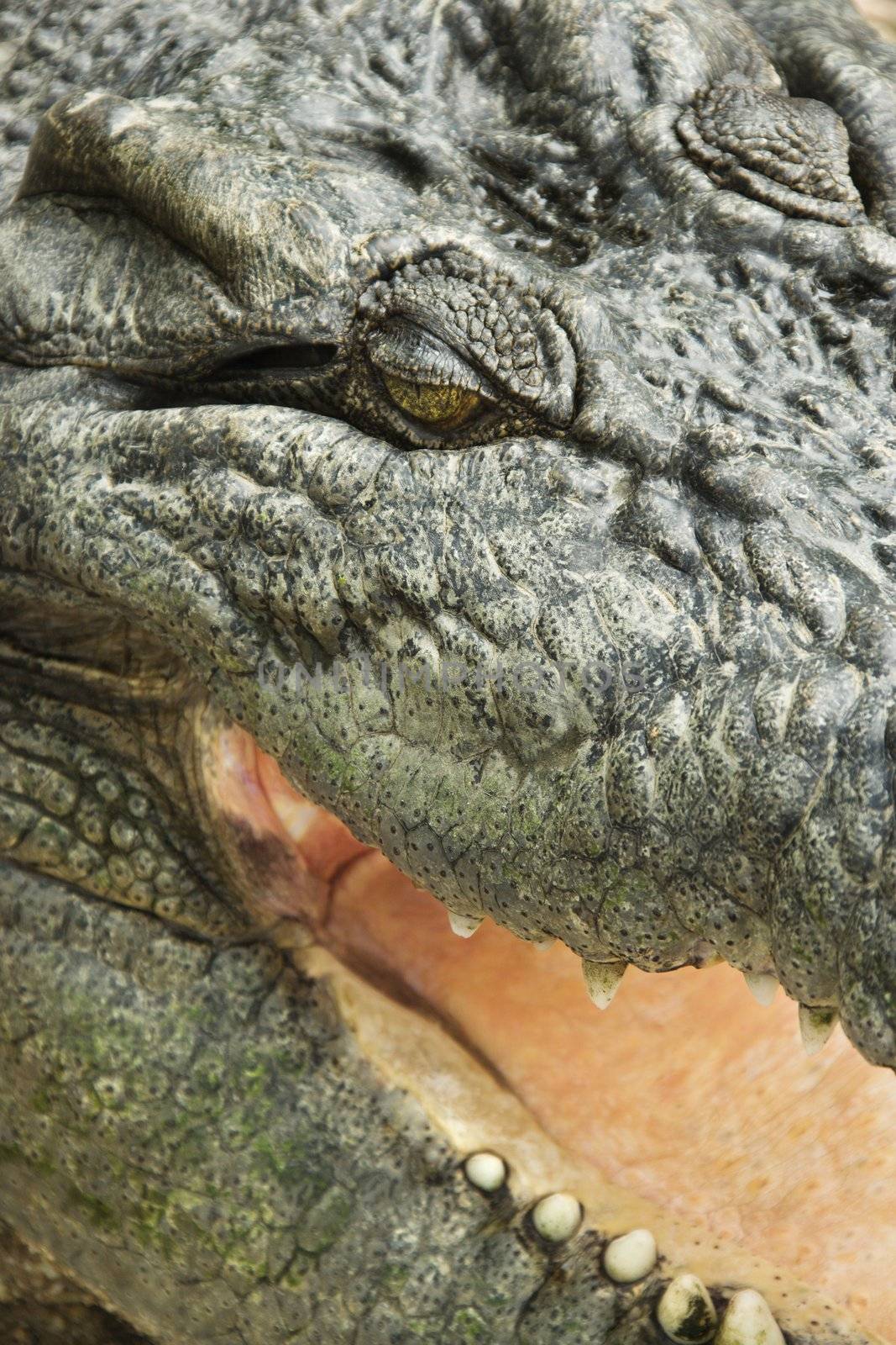 Crocodile close up. by iofoto