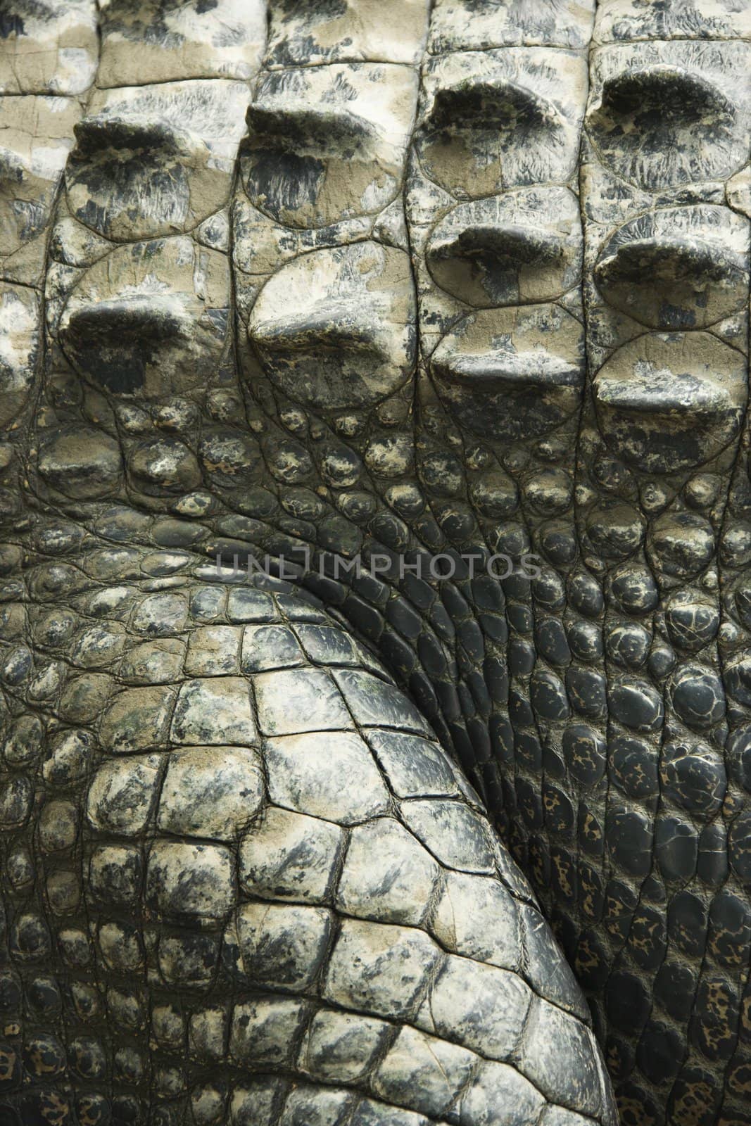 Crocodile skin. by iofoto