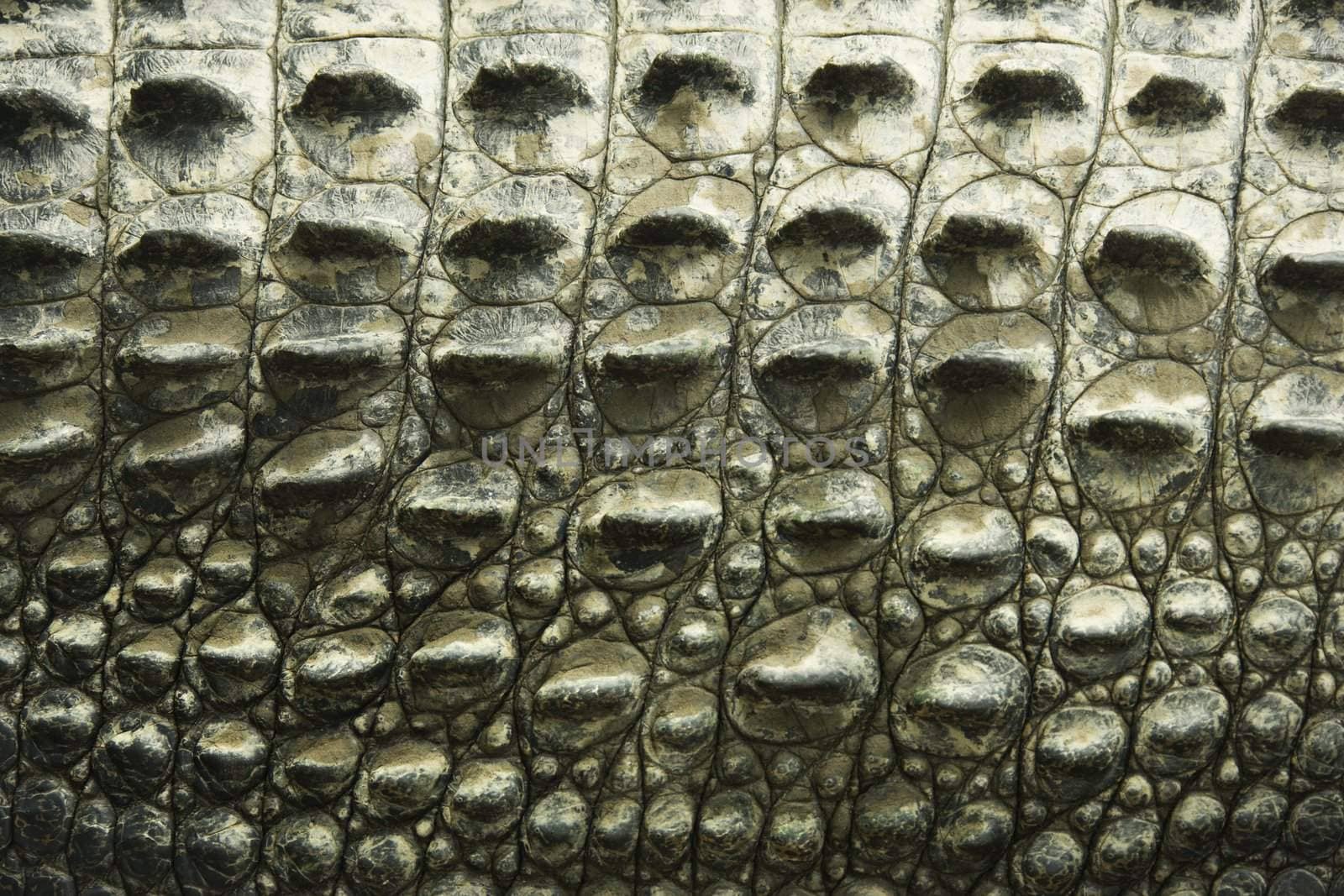 Crocodile texture. by iofoto