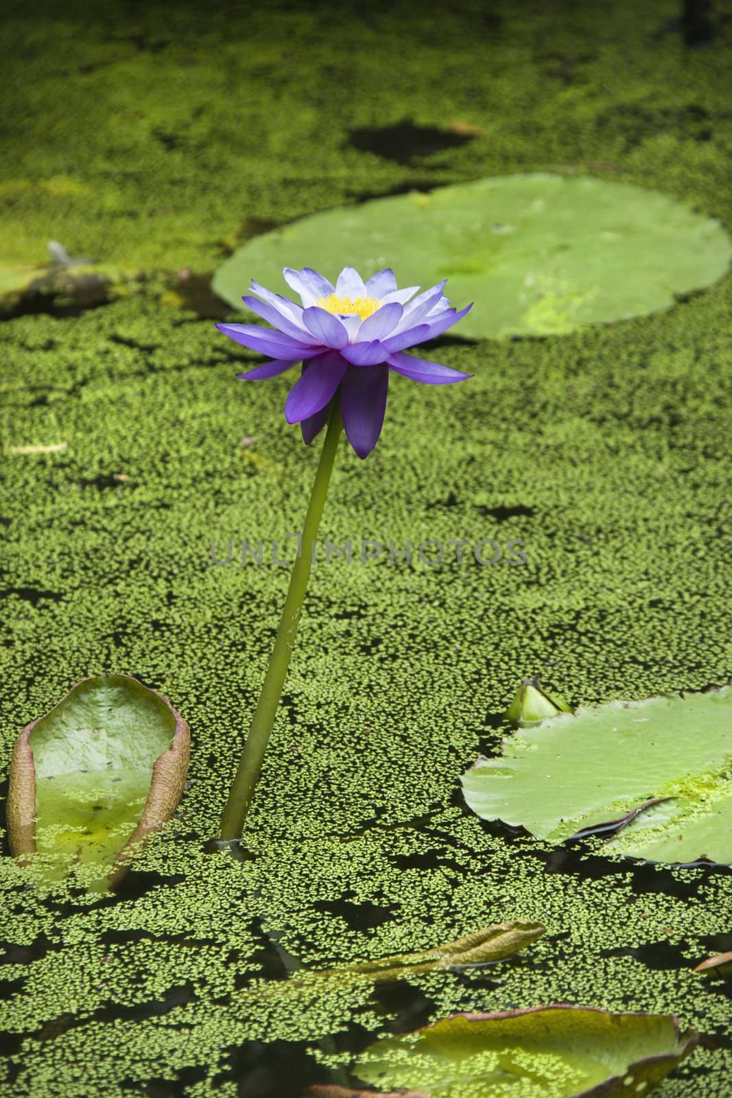 Water lily. by iofoto