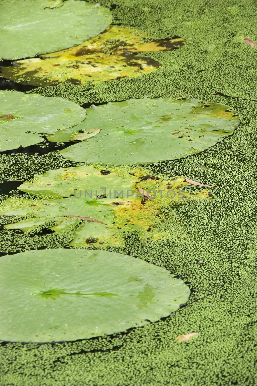 Water lily pads, Australia.