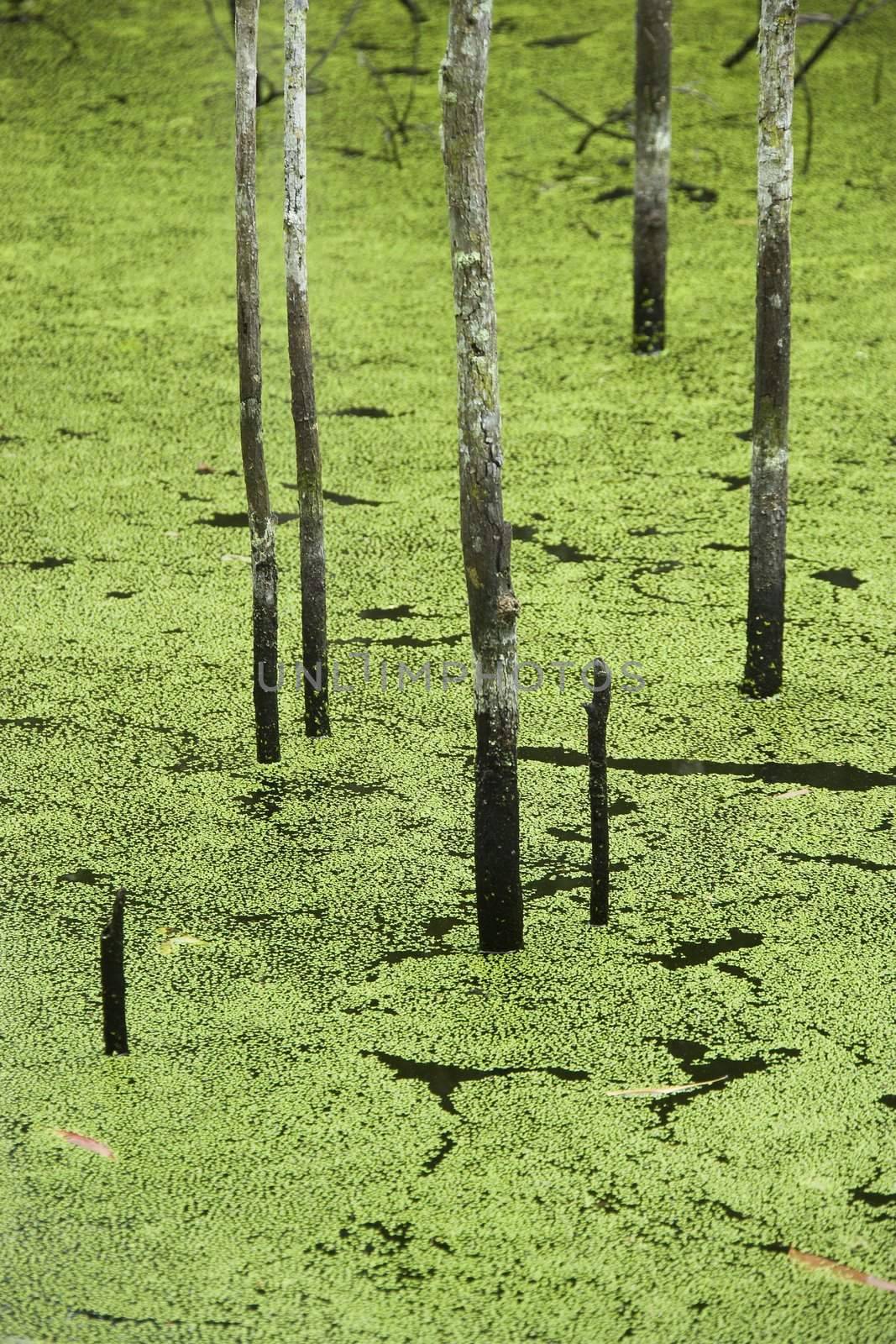 Swamp with trees growing in water and plants, Australia.