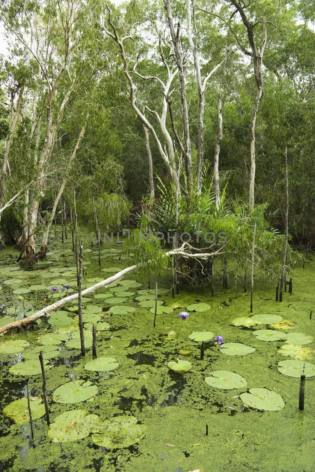 Green water with lilies and forest, Australia.
