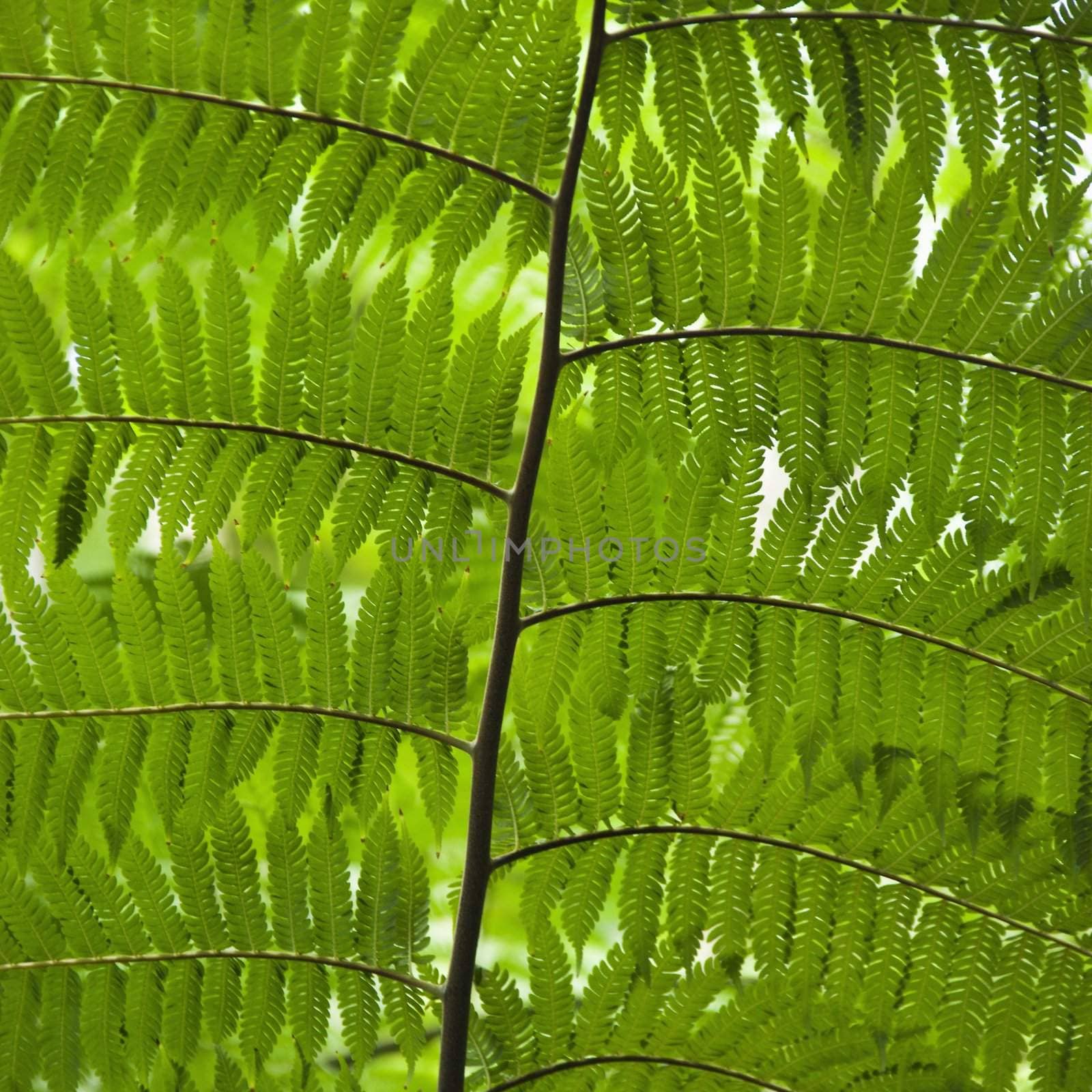Close up of fern leaves, Australia.