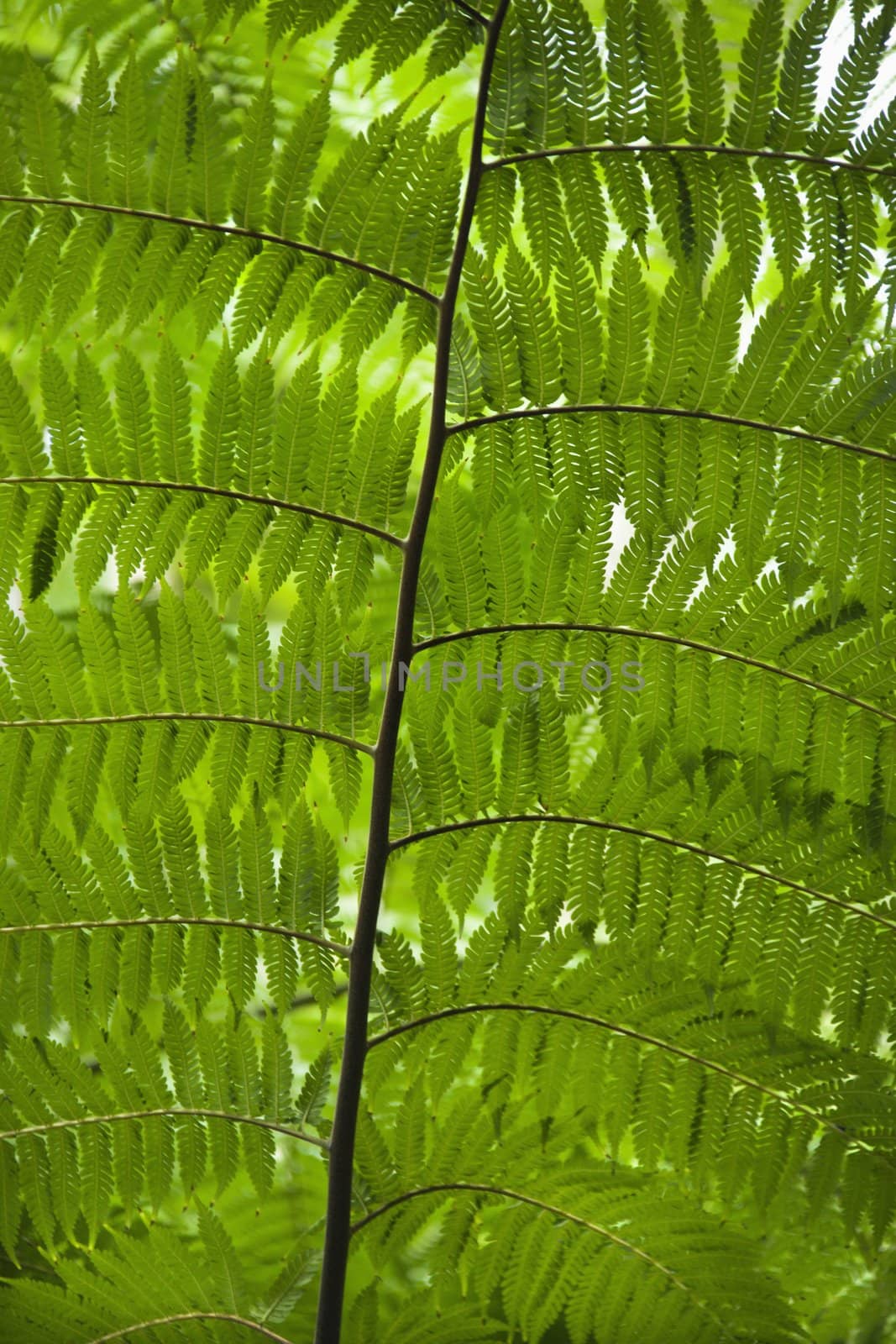 Fern leaves. by iofoto