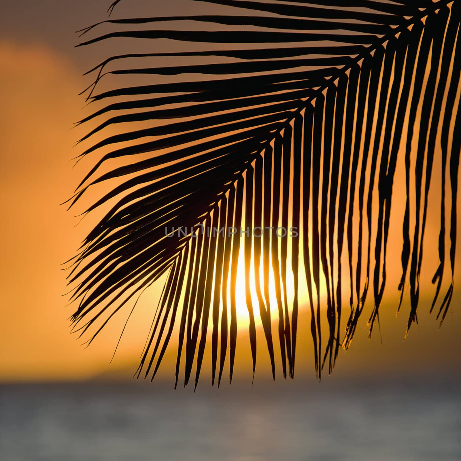 Palm frond sunset. by iofoto
