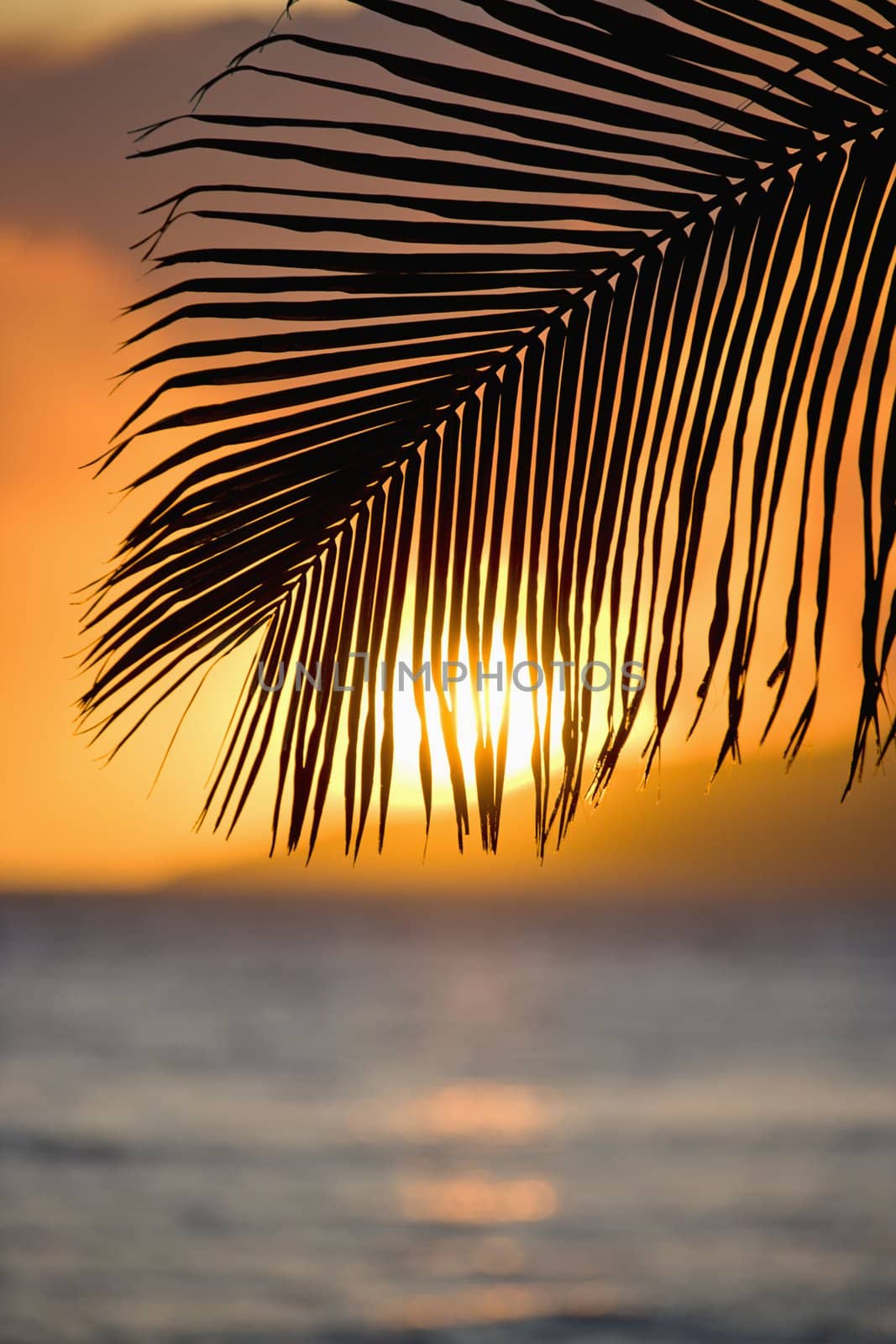 Sunset over ocean with palm frond silhouette at Maui, Hawaii.