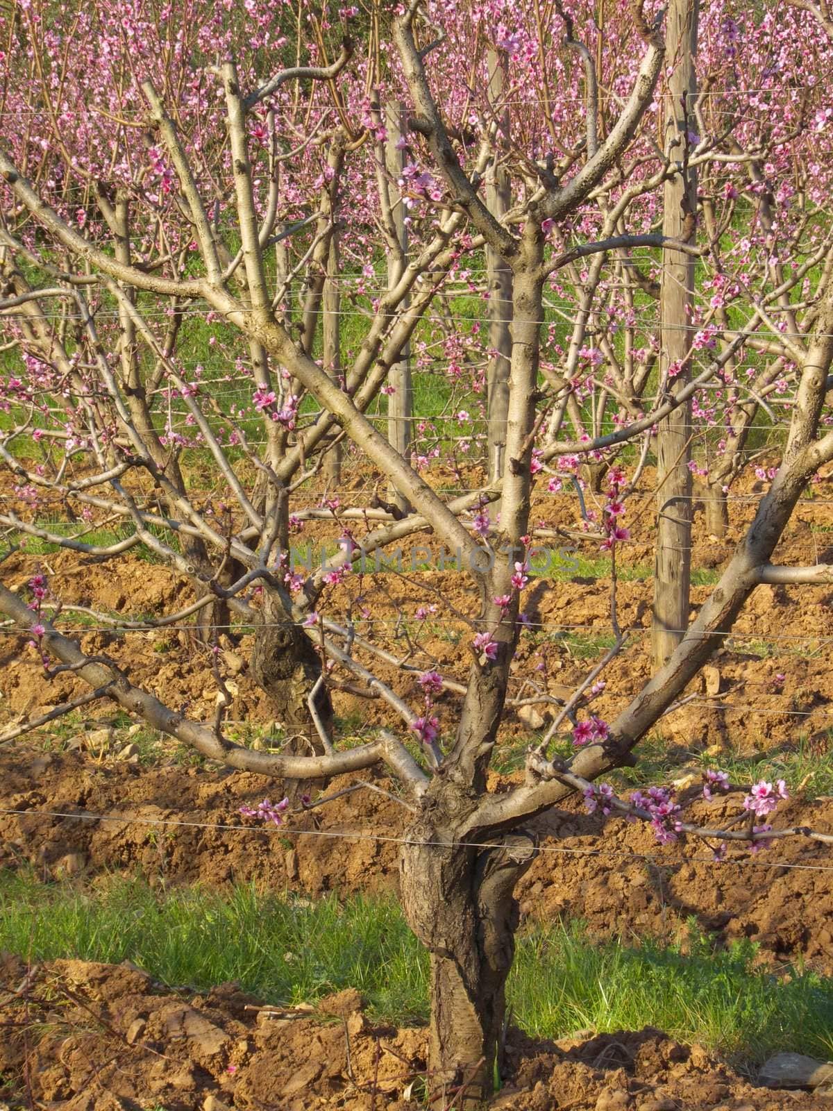 digital image of a peach tree in a field at springtime