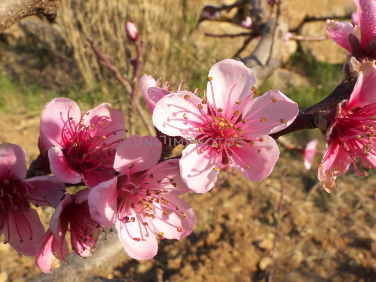 Digital image of some flowers on peach tree branches