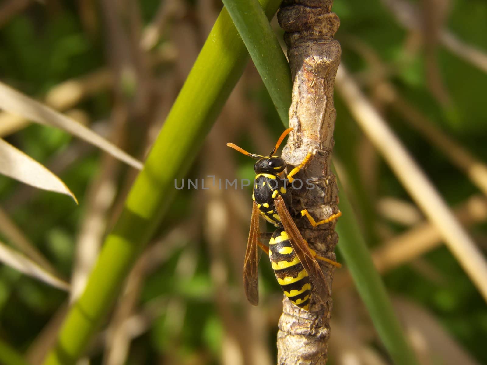 digital close-up image of a climbing wasp